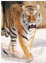 The_Tiger